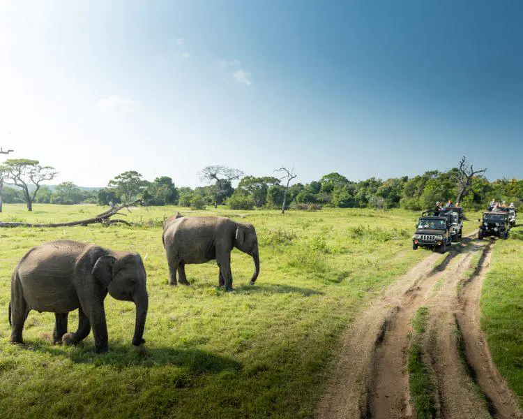 Elephants grazing in Udawalawe National Park, Sri Lanka during safari