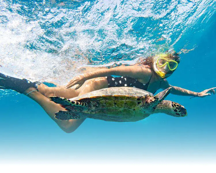 Snorkeler swimming near a large sea tortoise in clear ocean water