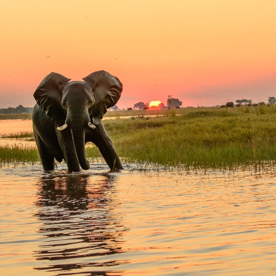 African Elephant in water during sunset, in Chobe National Park